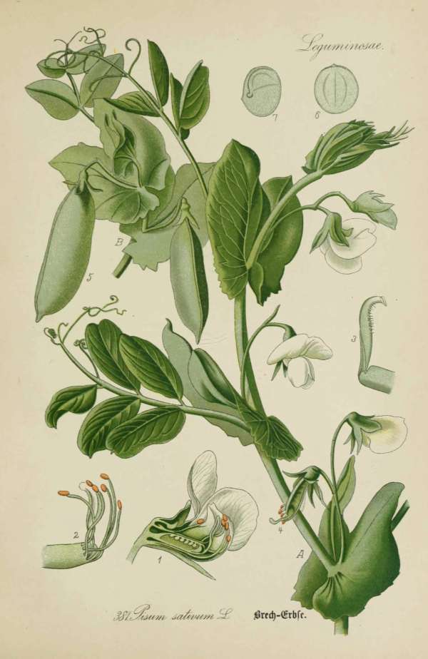 Zöldségek, ehető növények, haszonnövények – 3 – Borsó Dr. Thomé  Botanika